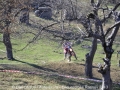 dan_strauti-enduro_cros_rasnov_noiembrie_2013-autostiri-ro-57-copy